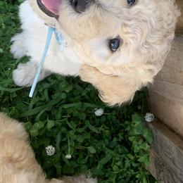 Beth - Poodle puppy in Morrison, Tennessee from Country Road Homestead