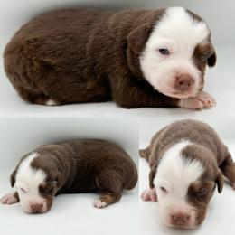 Red tri male 1 - Red tri male Miniature Australian Shepherd puppy in Brooker, Florida from Honey, I Shrunk the Aussies