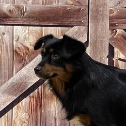 Derby - Toy Australian Shepherd