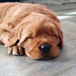 Golden Retriever Puppies from Carmel Bliss Golden Retrievers LLC