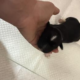 Newfoundland Puppies from Amanda Robinson