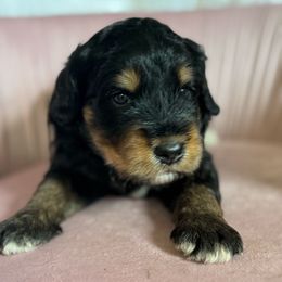Blue - Sable male Bernedoodle puppy in Toledo, Ohio from Avery Doodle Day LLC