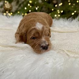 Frost - Red  male Goldendoodle puppy in Rio Linda, California from Plush Doodles