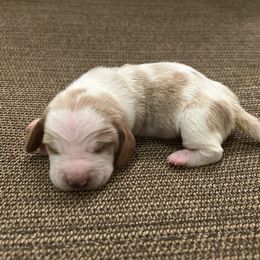 Boy 3 - Lemon and white male Basset Hound puppy in Woodruff, South Carolina from LONG EARS FARM AKC BASSET HOUNDS