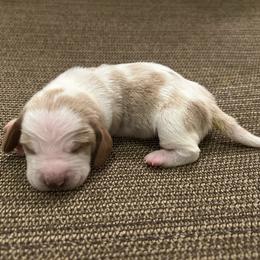 Boy 3 - Lemon and white male Basset Hound puppy in Woodruff, South Carolina from LONG EARS FARM AKC BASSET HOUNDS