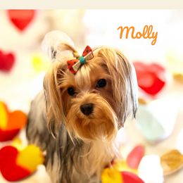 Molly - Yorkshire Terrier