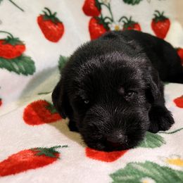 Giant Schnauzer Puppies from Toledo Bend Giants Vom Zitronen