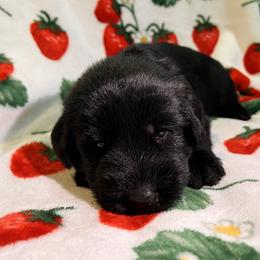 Giant Schnauzer Puppies from Toledo Bend Giants Vom Zitronen