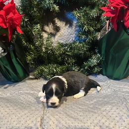 Boy 3 - Black and white male Havanese puppy in Running Springs, California from Shadycove K9
