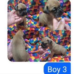 Boy 3 - Fawn male Boxer puppy in Pine River, Wisconsin from Jenks Boxers