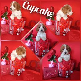 Cupcake - Parti female Poodle puppy in Lancaster, California from Heavenly poodle and doodle
