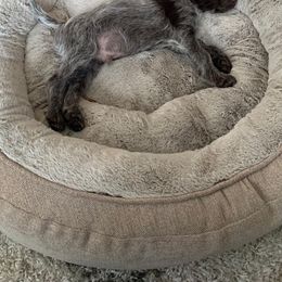 Wirehaired Pointing Griffon Puppies from Rocking S Griffons