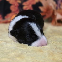 Trixie - Black and white female Border Collie puppy in Avilla, Indiana from Borderline Kennels