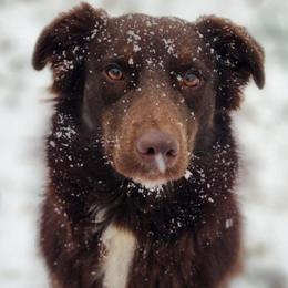 Hetti - Australian Shepherd