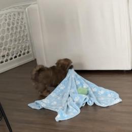 Shih Tzu Puppies from Wood Foo Breeders
