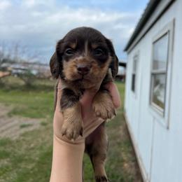 Chubs - Chocolate and tan male Dachshund puppy in Nashville, Arkansas from Cuddles n Curls