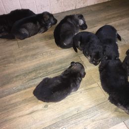 German Shepherd Puppies from Hacker Haus GSDs