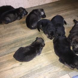 German Shepherd Puppies from Hacker Haus GSDs