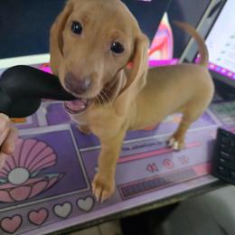 Shortcake - Cream female Dachshund puppy in Florida from Doxie Rugrats