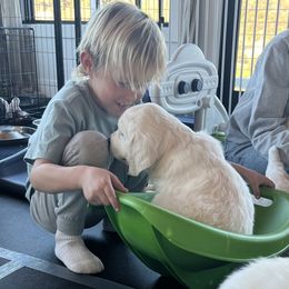 Golden Retriever Puppies from Huckaby’s English Golden Retrievers