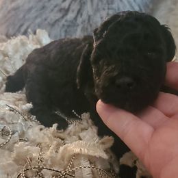Max - Black male Poodle puppy in Arkansas from Harper's Pups