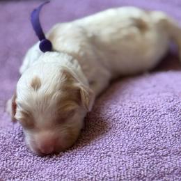 Purple collar - Tri-color female Australian Labradoodle puppy in Fontana, California from Grammy's Puppy Love doodles and poodles