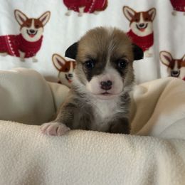 Rock Hudson - Red male Pembroke Welsh Corgi puppy in Louisburg, North Carolina from Lucky Penny Corgis