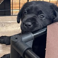 Working Dog Cross Puppies from Happy Hartz