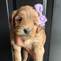 Aurora - Red  female Goldendoodle puppy in Adolphus, Kentucky from Deerly Poodles