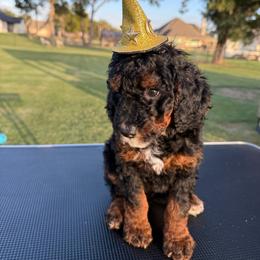 Girl 4 - Tri-color female Bernedoodle puppy in Paradise, Texas from Diamond Z Poodles & Doodles
