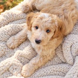 Mason - Apricot male Aussiedoodle puppy in Byron, Georgia from Southern Olive Doodles 🫒