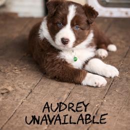 Audrey - Red female Border Collie puppy in Sanger, California from Flying M Cactus Ranch Buddies
