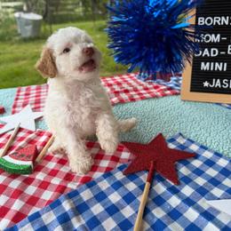 Jasmine - Apricot female Aussiedoodle puppy in Hopkins, Missouri from Mowry Creek Mini Aussiedoodles and More