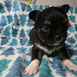 Woody - Blue and white male Chihuahua puppy in Wytheville, Virginia from Southwest Virginia Chihuahua