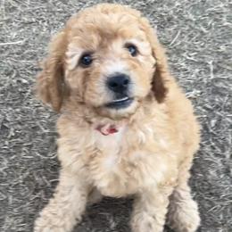 Cavapoo and Goldendoodle Puppies from Southern Country Doodles