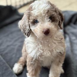 Chocolate Chip - Red merle male Australian Shepherd puppy in Columbia Falls, Montana from Firefly Horse Co Wellness Retreat Center