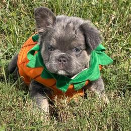 Dalton-AKC Fluffy Long Hair - Tricolors male French Bulldog puppy in Palm Coast, Florida from Calypso Island French Bulldogs