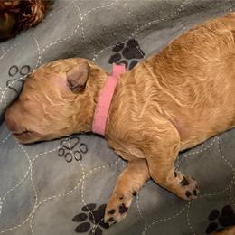 Miss Pink - Red  female Goldendoodle puppy in Indiana, Pennsylvania from Kathy's Doodles