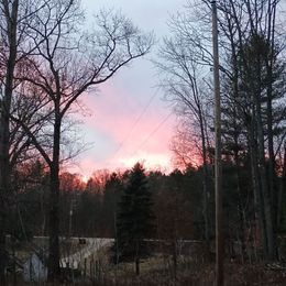 American Corgi puppies from Country Corners Corgis