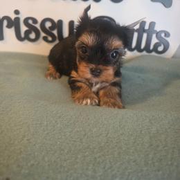 Ella - Black and tan female Yorkshire Terrier puppy in Clermont, Florida from Bella's Prissy Butts