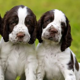 English Springer Spaniels from 404 KENNELS