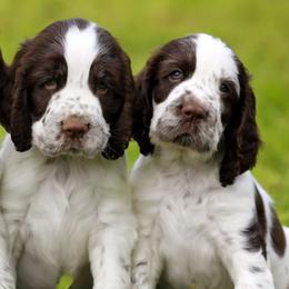 English Springer Spaniels from 404 KENNELS