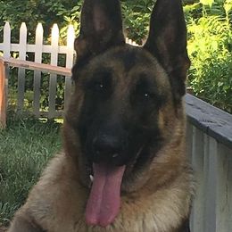 Farrah - German Shepherd