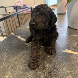 Girl 2 - Black female Poodle puppy in Walpole, Massachusetts from Harborstone Poodles and Terriers
