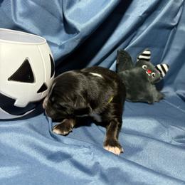 Barrel - Black tri-color male Australian Shepherd puppy in Vacaville, California from Cowtown Aussies