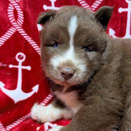 AKC Phoenix - Red and white male Siberian Husky puppy in Centreville, Maryland from Huskies By the Bay