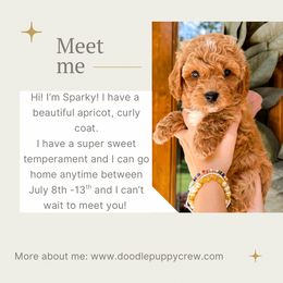 Boy 2 - male Cavapoochon puppy in Atlanta, Georgia from Doodle Puppy Crew