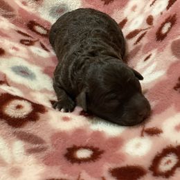 Girl 2 - Brown Poodle puppy in Lufkin, Texas from Texas Kissed K9s