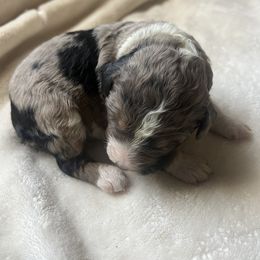 "But I’m just a baby 😊" Aussiedoodle Puppies from Native Elegant Doodles