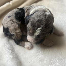 "But I’m just a baby 😊" Aussiedoodle Puppies from Native Elegant Doodles